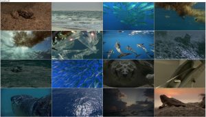 دانلود مستند Turtle: The Incredible Journey 2009 دانلود مستند Turtle: The Incredible Journey 2009