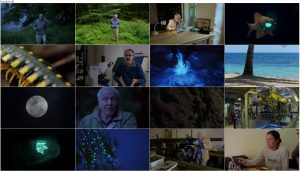 دانلود مستند Attenborough's Life That Glows 2016 دانلود مستند Attenborough's Life That Glows 2016