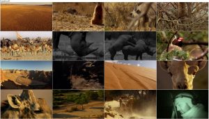 دانلود مستند آفریقا BBC Earth: Africa 2013 BBC Africa 2013 E01 Kalahari