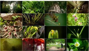 دانلود دوبله فارسی مستند سریالی Kingdom of Plants 2012 دانلود قسمت اول مستند Kingdom of Plants 2012 3D