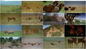دانلود مستند دشت سرنگتی آفریقا Africa: The Serengeti 1994 دانلود مستند دشت سرنگتی آفریقا Africa: The Serengeti 1994