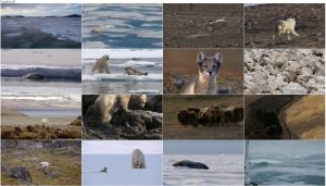 دانلود دوبله فارسی مستند شکار BBC Earth: The Hunt 2015 دانلود مستند شکار قسمت دوم In the Grip of the Seasons