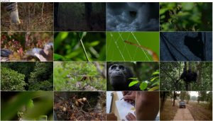دانلود دوبله فارسی مستند شکار BBC Earth: The Hunt 2015 دانلود مستند شکار قسمت سوم Hide and Seek