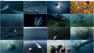 دانلود دوبله فارسی مستند شکار BBC Earth: The Hunt 2015 دانلود مستند شکار قسمت چهارم Hunger at Sea