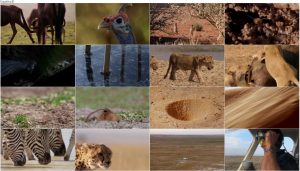 دانلود دوبله فارسی مستند شکار BBC Earth: The Hunt 2015 دانلود مستند شکار قسمت پنجم Nowhere to Hide
