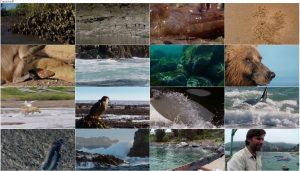 دانلود دوبله فارسی مستند شکار BBC Earth: The Hunt 2015 دانلود مستند شکار قسمت ششم Race Against Time