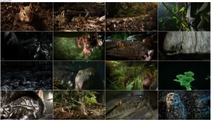 دانلود دوبله فارسی مستند BBC: Hidden Kingdoms 2014 Hidden Kingdoms 2014 E02 Secret Forests