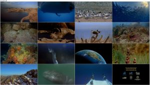دانلود مستند بهشت اقیانوس IMAX - Ocean Oasis 2000 دانلود مستند Ocean Oasis 2000