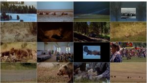 دانلود مستند گرگ ها IMAX - Wolves 1999 دانلود مستند گرگ ها Wolves 2001