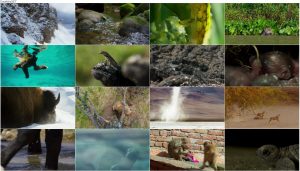 دانلود فصل دوم مستند سیاره زمین BBC: Planet Earth II 2016 BBC: Planet Earth II 2016 - A World of Wonder