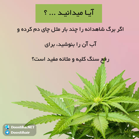 دانستنی های آموزنده از گیاهان دارویی و درمانی (سری 6) دانستنی های گیاهان دارویی, خواص داروهای گیاهی, آیا میدانید, طب سنتی, درمان گیاهی, فواید میوه ها, خواص درمانی حبوبات, گیاه درمانی, میوه درمانی, درمان های طبیعی