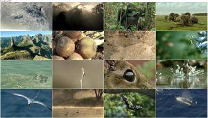دانلود مستند یک زندگی BBC: One Life 2011 دانلود مستند یک زندگی BBC: One Life 2011
