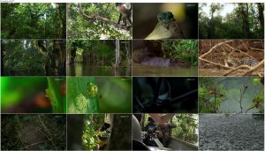 دانلود فصل دوم مستند سیاره زمین BBC: Planet Earth II 2016 دانلود قسمت سوم فصل دوم مستند سیاره زمین Planet Earth 2 2016 S02-E03