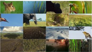 دانلود فصل دوم مستند سیاره زمین BBC: Planet Earth II 2016 دانلود قسمت پنجم فصل دوم مستند سیاره زمین Planet Earth 2 2016 S02-E05