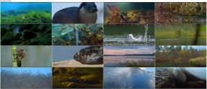 دانلود مستند داستان یک دریاچه Tale of a Lake 2016 دانلود مستند داستان یک دریاچه Tale of a Lake 2016