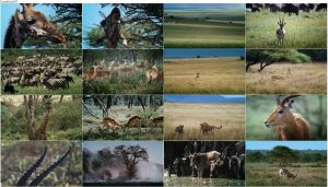 دانلود مستند بامبی آفریقایی African Bambi 2007 دانلود مستند بامبی آفریقایی African Bambi 2007