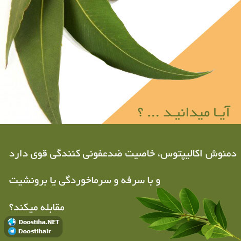 دانستنی های آموزنده از گیاهان دارویی و درمانی (سری 9) دانستنی های گیاهان دارویی, خواص داروهای گیاهی, آیا میدانید, طب سنتی, درمان گیاهی, فواید میوه ها, خواص درمانی حبوبات, گیاه درمانی, میوه درمانی, درمان های طبیعی
