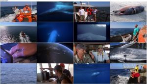 دانلود مستند قلمرو نهنگ آبی Kingdom of the Blue Whale 2009 دانلود مستند قلمرو نهنگ آبی Kingdom of the Blue Whale 2009