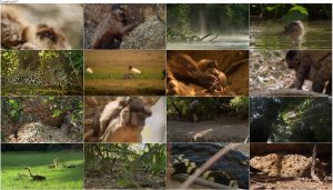 دانلود مستند حیات وحش برزیل BBC Earth: Wild Brazil 2014 دانلود مستند حیات وحش برزیل BBC Earth: Wild Brazil 2014
