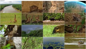 دانلود مستند حیات وحش برزیل BBC Earth: Wild Brazil 2014 دانلود مستند حیات وحش برزیل BBC Earth: Wild Brazil 2014