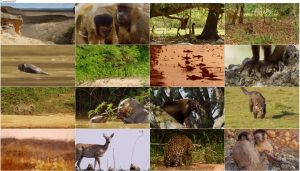 دانلود مستند حیات وحش برزیل BBC Earth: Wild Brazil 2014 دانلود مستند حیات وحش برزیل BBC Earth: Wild Brazil 2014