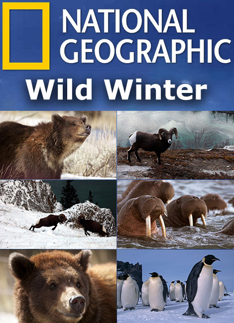 دانلود مستند طبیعت زمستان Wild Winter 2017