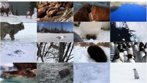 دانلود مستند طبیعت زمستان Wild Winter 2017 دانلود مستند طبیعت زمستان Wild Winter 2017