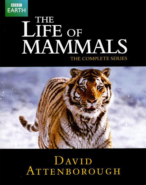 دانلود دوبله فارسی مستند The Life of Mammals 2002 دانلود دوبله فارسی مستند The Life of Mammals 2002