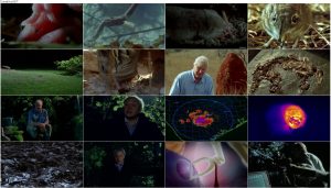 دانلود دوبله فارسی مستند The Life of Mammals 2002 The Life of Mammals 2002 E02 Insect Hunters