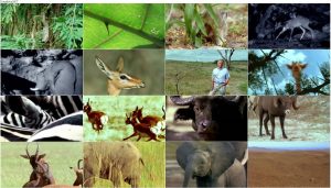 دانلود دوبله فارسی مستند The Life of Mammals 2002 The Life of Mammals 2002 E03 Plant Predators