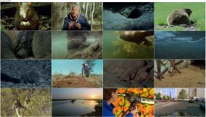 دانلود دوبله فارسی مستند The Life of Mammals 2002 The Life of Mammals 2002 E04 Chisellers