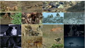 دانلود دوبله فارسی مستند The Life of Mammals 2002 The Life of Mammals 2002 E05 Meat Eaters