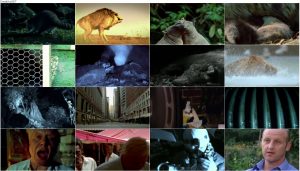 دانلود دوبله فارسی مستند The Life of Mammals 2002 The Life of Mammals 2002 E06 Opportunists