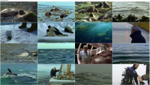 دانلود دوبله فارسی مستند The Life of Mammals 2002 The Life of Mammals 2002 E07 Return to the Water