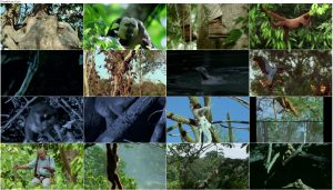 دانلود دوبله فارسی مستند The Life of Mammals 2002 The Life of Mammals 2002 E08 Life in the Trees