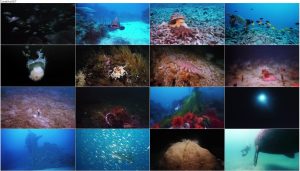 دانلود دوبله فارسی مستند در اعماق دریا Deep Sea 2006 دانلود مستند دریای عمیق با دوبله فارسی Deep Sea 2006