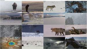 دانلود مستند یلو استون با دوبله فارسی Yellowstone 2009 Yellowstone E01 Winter
