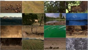 دانلود مستند یلو استون با دوبله فارسی Yellowstone 2009 Yellowstone E03 Autumn