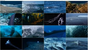 دانلود دوبله فارسی مستند آبی ژرف Deep Blue 2003 دانلود دوبله فارسی مستند آبی ژرف Deep Blue 2003