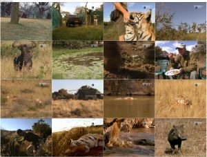 دانلود دوبله فارسی مستند زندگی با ببرها Living with Tigers 2003 دانلود دوبله فارسی مستند زندگی با ببرها Living with Tigers 2003