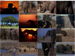 دانلود دوبله فارسی مستند فیل ها Reflections On Elephants 1994 دانلود دوبله فارسی مستند فیل ها Reflections On Elephants 1994 1080p, مستند Reflections On Elephants 1994 720p دوبله فارسی, مستند نشنال جئوگرافیک, فیل ها