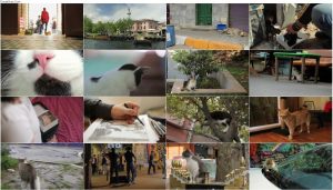 دانلود مستند گربه با دوبله فارسی Kedi 2016