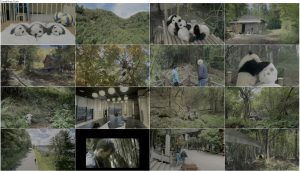 دانلود مستند پانداها با دوبله فارسی Pandas 2018 دانلود مستند پانداها با دوبله فارسی Pandas 2018