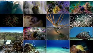 دانلود مستند شگفتی های دریا Wonders of the Sea 2017 دانلود مستند شگفتی های دریا Wonders of the Sea 2017