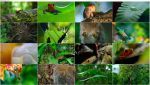 دانلود مستند دنیای کوچک Tiny World 2020