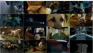 دانلود فیلم گربه ها و سگ ها با دوبله فارسی Cats & Dogs 2001 دانلود فیلم گربه ها و سگ ها با دوبله فارسی Cats & Dogs 2001