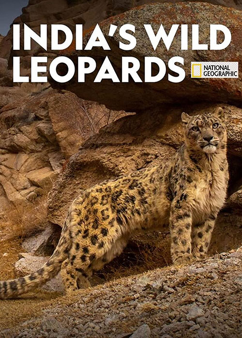 دانلود مستند پلنگ های وحشی هند India's Wild Leopards 2020