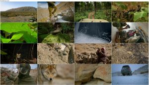 دانلود مستند پلنگ های وحشی هند India's Wild Leopards 2020 دانلود مستند پلنگ های وحشی هند India's Wild Leopards 2020