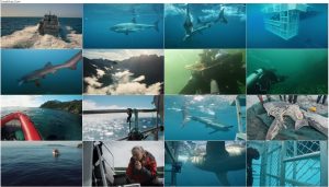 دانلود مستند اورکا در مقابل سفید عظیم Orca vs. Great White 2021 اورکا در مقابل سفید عظیم Orca vs Great White 2021