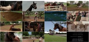 دانلود فیلم راه راه با دوبله فارسی Racing Stripes 2005 دانلود فیلم راه راه Racing Stripes 2005